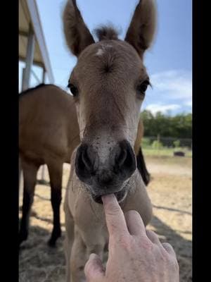 Newborn to Yearling #yearling #carolinamarshtacky #babyhorses #growingup 