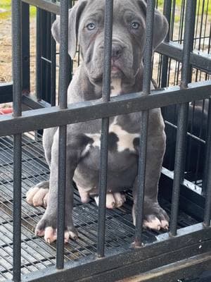 BLUE ain’t ever looked THIS good! #bluecanecorso #eightweeksold #venomcanecorsos #arkansascanecorsos #fyp #guardiandog 