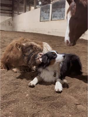 #fyp #cowgirlthecow #highlandcow #batmandoingbatmanthings #australianshepherd #batmanandcowgirl #BestFriends #livinonlove