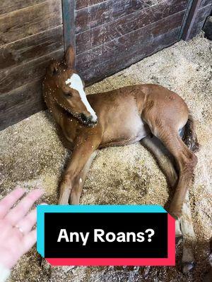 Replying to @dee_em_sea Any roans?🐴💕 #roanhorse #redroan #foalsoftiktok #foalingseason #foalsof2025 