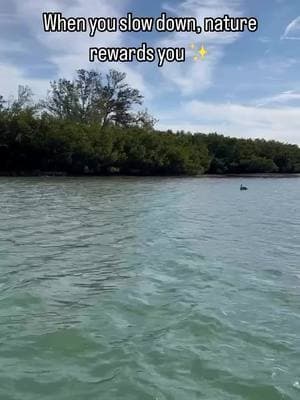 The perfect day is just a paddle away 🏝️ Sometimes, it’s nice to just relax and let Florida wilderness work its magic 🌊💙 have you ever encountered a wild dolphin before? 🐬 📍Shell Key Preserve, Florida 📌 Daily guided clear kayak tours of Shell Key Want to check it off your bucket list? Come join us for a clear kayak adventure through untamed Florida! 🧡🍊 📸 @getupandgotampabay  #clearkayak #guidedtour #ecoadventure #exploremore #floridalife #untouchednature #paddlelife #shellkeypreserve #stpetebeach #dolphin #bottlenosedolphin #bucketlist