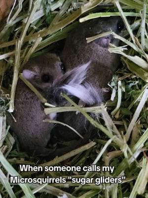 Thry should be called lil floof balls  #nekyzero #microsquirrel #pets #exoticpets #exoticanimals #funny #cute #trending #fyp #viral #fypシ 