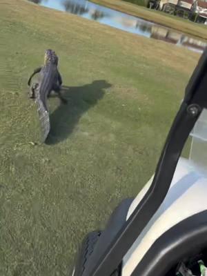 Gator wrangling on the fairway! When you’re golfing in Florida, you never know who might be sharing the course with you. At Eagle Creek Golf Club in Orlando, one golfer found themselves playing the role of an impromptu alligator wrangler! Using a golf cart and some gentle persuasion, they managed to coax this gator back into the water, keeping the course safe for the next round. Just another day in the Sunshine State! 🐊⛳️ #FloridaGolf #GatorWrangling #Alligator #GolfLife #OnlyInFlorida #evergladesholidaypark