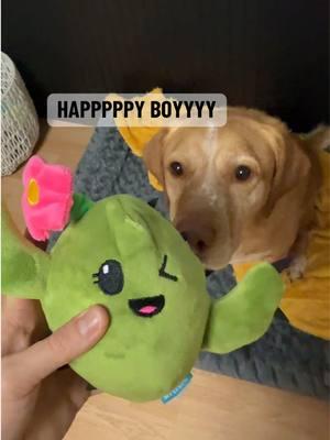 #barkboxtoys #barktoys #dogtoys #dogtoysoftiktok 