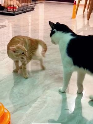 #cats #cutecats #foryou #funnytiktok #funnyvideos #usa #funnyanimals #fypシ #cute #funnycat #catlover #funnypets #viral #funny 