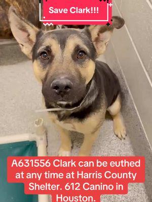 Who can foster or adopt Clark?! #fyp #rescuedogarmy #rescuedogarmystrong #rescuedogarmy❤️ #houstonwehaveaproblem #texasdog #thisishouston #houstondogs #ASMT #houstonwegotaproblem #rescuedog #texasdogs #fosteringsaveslives #rescuedogs #houston #thisistexas #houston 