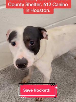 Who can foster or adopt Rocket?! #fyp #rescuedogarmy #rescuedogarmystrong #rescuedogarmy❤️ #houstonwehaveaproblem #texasdog #thisishouston #houstondogs #ASMT #houstonwegotaproblem #rescuedog #texasdogs #fosteringsaveslives #rescuedogs #houston #thisistexas #shelterdog 