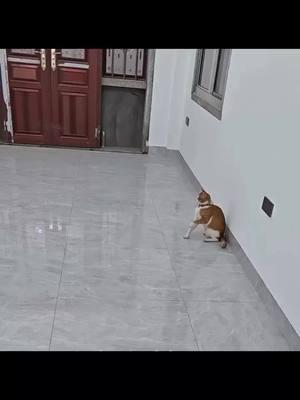 Ninja cat has the moves like Jagger. #follow #me #formore #coolstuff #ifyourecool #doit #hitlike #fatheristheone#cat #repost#this#for#goodfortune