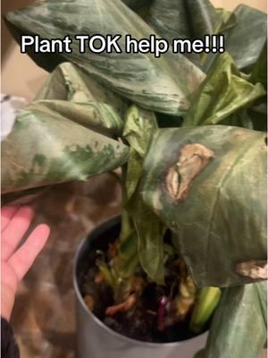 #planttoktips #PlantTok #help #plantparents  