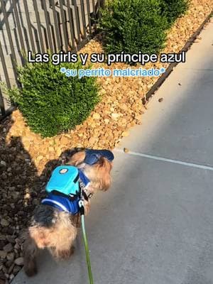 Mi real príncipe azul 🥰🥰🥰🥰🥰 #perritofeliz #bebedemama #yorkiesoftiktok #yorkie 