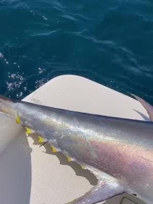 XXL Bluefin Tuna caught within 40 minutes out of the harbor! This guy was caught in Gibraltar, a location that the BFT roll through during migration. . . . . . . . . . . . . #BDOutdoors #bdoutdoorsdotcom #bloodydecks #offshorefishing #socal #fisherman #anglers #bluefintuna #tuna #offshorefishing #gibraltar