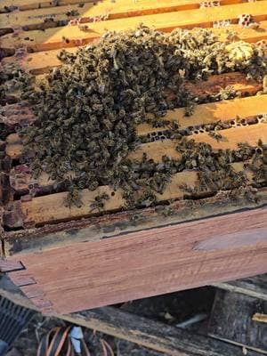 Dead hive clean out Winter edition. #bee #colville #stevenscounty #realtorsoftiktok #wa #why #whynot #Love #compassion #empathy #clean #cleanout #fun #life #how #itis HuntingB.com 