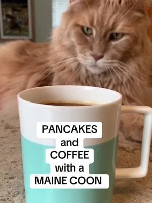 Heart pancakes, coffee and a fluffy Maine Coon #ValentinesDay #heartshaped #galentinesday #pancakes #pancakeart #coffeetiktok #mainecooncat #breakfastideas 