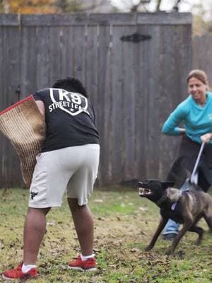 More puppy bites! Akari the Malinois #malinois #decoy #bitework #dogsport #dog #bitesports #protectiondogtraining #k9streetleague #malinoispuppy #beastfit #puppy @Beast Fit 