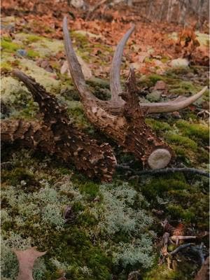 Adrenaline..                                 . . . . . #fyp #hunttok #bowhunting #shedhunt @Hunter Coffman 