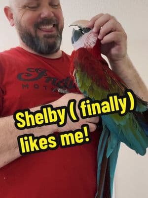 When you least expect it…they come around. I had accepted that Shelby preferred my wife, and her interactions with me would be somewhat limited and that’s ok. She really surprised me today! #macaw #greenwingmacaw #parrot #birds #rescuebird #petbird #birdtok 