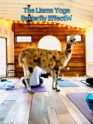 It's absolutely mind blowing when you think you're just making a simple video and then the butterfly effect happens🥹🦋 #butterflyeffect #alpacas #lllamas #alpacatreehouse #yoga #llamayoga #kindnessmatters 