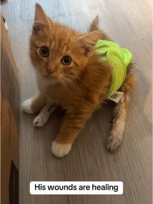 Meet Elliot, a kitten found paralyzed and without hope-but he's not giving up! This little fighter is already feeling better and dreaming of the day he can walk again. Help Elliot on his journey! #elliotthebrave #kitten #paralyzed #donations #need #bio 