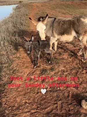 Miniature ass born today ❤️ #minidonkey #donkey #farmlife #oklahoma #triplehranch #fyp 