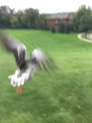 Toulouse geese flying #toulousegeese #toulousegoose #frenchtoulousegeese #petgeese #petgoose #greylag #greylaggeese #greylaggoose #waterfowl #goose #geese #geeseoftiktok #anseriformes #anatidae #domesticgeese #domesticgoose #domesticgeeseflying #domesticgooseflying #domesticgeesecanfly 