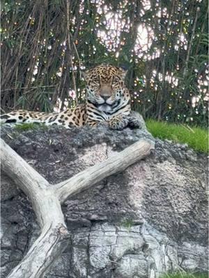 Relaxing on this beautiful Sunday #houstonzoo #zoo #beautiful #zoolife #htown #wow #omg #leopard 