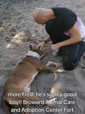 Fred is awesome!! he would make a great family pet!! Broward Animal Care and Adoption Center Fort Lauderdale Florida #browardcounty #bullybreeds #fosteringsaveslives #shelterdog #browardcounty #bullybreeds #shelterdog #rescueismyfavoritebreed #volunteer #adoptdontshop #shelterdogsoftiktok #bullybreedsoftiktok #southflorida #bethechange #Broward 