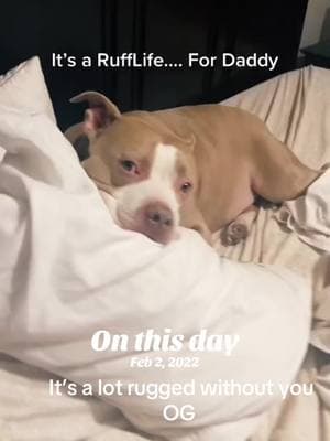 #onthisday #rufflife