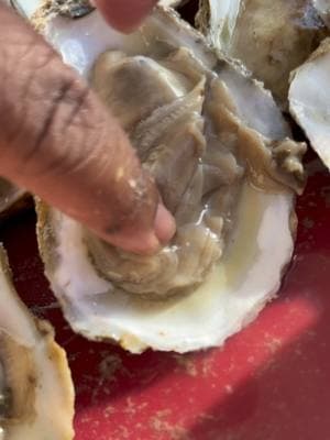 Do you like oysters ?🦪  Garlic  Parmesan cheese  Lemon Butter  #Recipe #cooking #prissyp #fyp #Foodie #seafood #oysters #oyster #oystershucking #crab #seafoodboil 