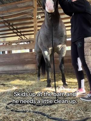 Skid is getting ready for breeding season. #grooming #horsegrooming #stallion #skidrowblues #buckcreekroans #breedingseason #mountedshootinghorse #blueroanstallion #splashofwhite #aragonoil 