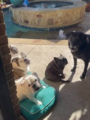 My pups are loving this perfect day. ☀️🐾💛 #DogDays #HappyPups #PerfectDay #SunshineAndSmiles #FurryFriends #PuppyLove #OutdoorAdventures #DogMomLife #TailWags #NatureLover #DogsOfInstagram #PureJoy #FreshAir #HappyHearts #WeekendVibes #TexasLiving #BulldogLife #EnglishBulldog #FrenchBulldog #BulldogLovers #BulldogsofInstagram #SquishyFaceCrew #BulldogLove #WrinkleSquad #FrenchieLife #EnglishBulldogLove #FrenchieLove #DogHappiness #LivingTheirBestLife