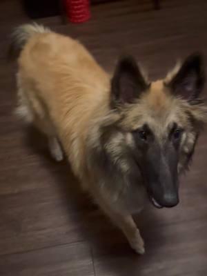 I put together a little video of Juno doing her commands! We’re fine tuning a lot of them but she’s really got the spirit! I’m starting to introduce Backup and Bow, as well as Crawl.  🐕 Go Juno Go!  #belgiantervuren #belgianshepherd #tervuren #groenendael #dogsoftiktok #DogTraining 