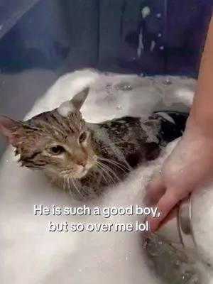 #Cats enjoy their #SpaDay too! #CatBath #Odor #DeShed #CatGrooming #PSPGurnee #CatGroomer 