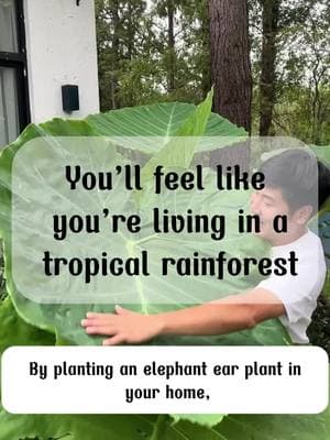 Elephant ear plants #motivationgarden #viralvideo #TikTokShop #reelus #elephantear 