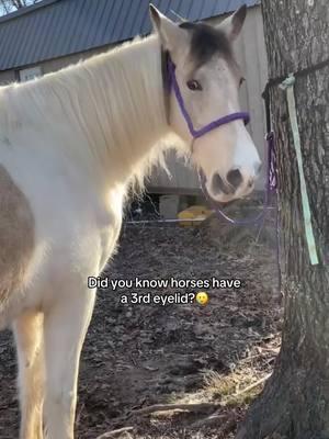 Kinda weird 🤣 #horses#horsesoftiktok#horsetok#mares#maresoftiktok#maretok#hearthorse#fyp#foryoupage 