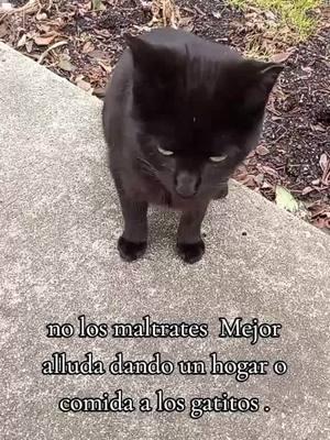 no los maltrates no les pegas si no te gustan los gstitos dejos tranquilos si tu puedes alludar con comida o adoptar un gatito de verda hazlo la vida el universo te lo recompensará créeme la vida y el universo es de recibes lo que tu das a ka vida tu y de los demás a tu alrededor... #foryoupage #otro #Viral #lomasviral #paratii#paratii #lomasviral #lomasviral #Viral #otro #foryoupage #superacionpersonal #fyp #paratiiiiiiiiiiiiiiiiiiiiiiiiiiiiiii #virqlvideo #fyp #foryou #otro #gatito #cat #gato #adocta #comida 