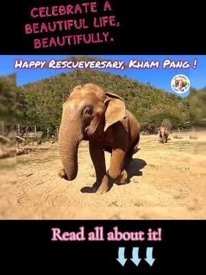 🥳🐘💚Happy 4th Rescueversary, Beautiful Kham Pang!🥳🐘💚 Four years ago today, we changed Kham Pang’s fate forever. She was on the brink of death—starving, frail, and nothing but skin and bones. We could count every rib. Had we not stepped in, she would have endured a slow, agonizing end. But you—our small but mighty GG family—refused to let that happen. Together, we raised the funds to save her, and today, she is unrecognizable from the fragile soul we first met. Now, Kham Pang is thriving. She’s at a healthy weight, her spirit has been restored, and she spends her days basking in the joy of friendship with Maliwan and Mae Koy. They swim, chatter, and snack on delicious fruits and greens, living the life every elephant deserves. But here’s the truth: Rescue is just the beginning. The real responsibility comes after—the daily care, the food, the medical attention. Kham Pang’s new life is only possible because of ongoing support from people like you. Sponsoring her means ensuring we can continue giving Kham Pang the life she deserves.  Click below 👇 to sponsor Kham Pang today. Be part of her story—not just in her rescue, but her present and future. Link is in our bio 🎉🐘 https://gentlegiantselephants.org/sponsor-thai-elephant/ols/products/kham-pang #GGFamily #gentlegiants #animallover #elephant #rescue #newlife #secondchances #celebrate  #sundayblessings 