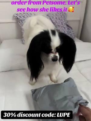 30% Discount Code: LUPE @Petsome.official #PetsOfTikTok #pet #papillon #fyp #papillons #papillonsoftiktok #dogsoftiktok #perritos #mariposa #spoil #toys #blank 