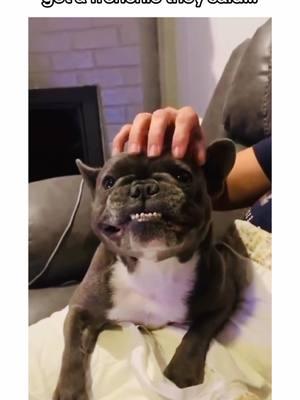 funny french bulldogs 🤣🐾🤣 #frenchiebulldogs #frenchiebulldogsoftiktok #frenchiepuppy #frenchbulldog #dogsoftiktok #frenchie #PetsOfTikTok #puppiesoftiktok #frenchies #frenchbulldogs #frenchiesoftiktok #creatorsearchinsights 