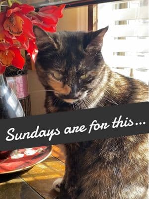 Today, we recharged our batteries with the warm streaming sunlight. It’s been much too long and much too cold. The warm peaceful beams will sustain us for a little while longer ❤️ #russianblue #tortiecat #cattherapy #tabbycat #orangecat #catlover #catsoftiktok #cattiktok #catlover #catsinthesun 