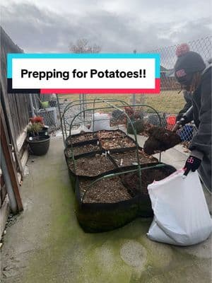 February isn’t just Black History Month. It’s also the kick start to gardening season! Time to plant potatoes!!  #fyp #fypシ #fypage #fypシ゚viral #fyppppppppppppppppppppppp #fypp #foryou #foryourpage #foryoupageofficiall #foryour #foryoupage❤️❤️ #foryouu #foryoupagе #zone7 #zone7b #zone7bgardening #zone7gardening #gardeningtiktok #gardentiktok #garden #Gardening #blackgirlsgarden #blackgirltiktok #BlackTikTok #homegrown #containergarden #containergardening #potato  #update #maintenance #gardenmaintenance 