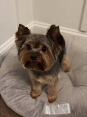 Love you so much, little man!!! #chipthetinyyorkie #tinyyorkies #yorkiesoftiktok #dogtok #wildman #chip #cutestdogalive #freshcut 