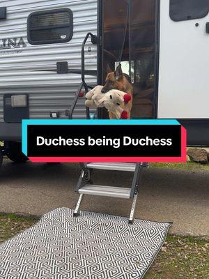 Life of an RV Dog😂🤦‍♀️🩷 #rvdog #traveldog #traveldogs #dog #duchess #germanshepherd #travelingdog