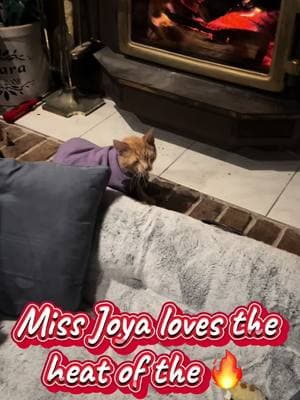 #joya #sweetgirl #EDS #ehlersdanloscat #heatlover #warmth #fireplace #🔥 #😻 #kitty #sweetkitty #catlover #lovecat #catmom #forher #catbed #catvideo #meow #gingercat 