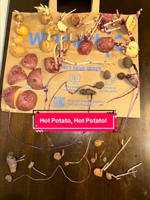 After 5.5 months in a dark brown paper bag. My potato seeds are ready to be planted!! 4 gold, 3 yukon, 15 red, and 6 purple potato seeds ready to take flight! #fyp #fypシ #fypage #fypシ゚viral #fyppppppppppppppppppppppp #fypp #foryou #foryourpage #foryoupageofficiall #foryour #foryoupage❤️❤️ #foryouu #foryoupagе #zone7 #zone7b #zone7bgardening #zone7gardening #gardeningtiktok #gardentiktok #garden #Gardening #blackgirlsgarden #blackgirltiktok #BlackTikTok #homegrown #containergarden #containergardening #potato #purplepotato #update 