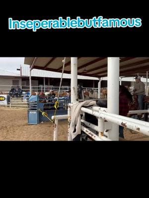 #bulldog #fasthorses #rodeo #darkhorseequine #fyp #foryoupage #R4R #polly #greedy #greedyroman #inseperablebutfamous #steerwrestling #money #zesterra #cactusvet #bemer ##goodvibesequine 