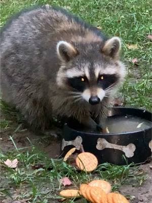 Rocky enjoys cracker party w/Daily Hiss #fyp #dailyhiss #raccoon #raccoons #maurmaurtwice #raccoonlife #raccoonsoftiktok #raccoonlove 