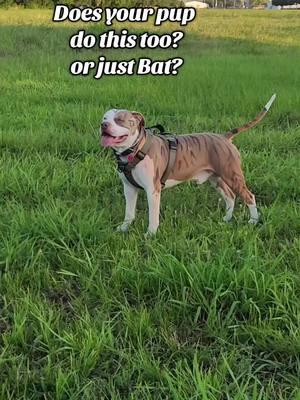 I'm a Bully, I can do what I want.  ..and I'm not the only pup!! #batman #tigerdog #tiger #Americanbully #rednosepitbull #bullypitbull 