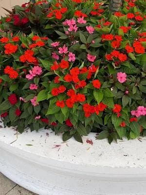 #enjoy #beautiful #nature #creation #sunpatiens #snapdragon #babytears #fyp #share #goviral 