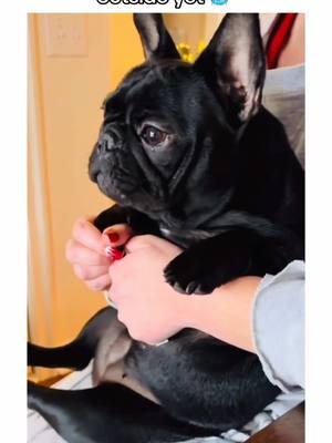 frenchie bulldogs are the best 🤣🐾 #frenchiebulldogs #frenchiebulldogsoftiktok #frenchiepuppy #frenchbulldog #dogsoftiktok #frenchie #PetsOfTikTok #puppiesoftiktok #frenchies #frenchbulldogs #creatorsearchinsights 