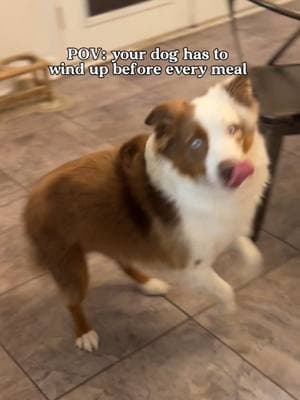 His food isn’t valid unless he completes his ritual 🐶🌪️😂  #dogtok #dogsoftiktok #aussiesdoingthings #aussie #auatrailianshepard #funnydogs  #doghumor #doglife #dogsbeingderps #doglover #petcomedy #dogbehavior #deafdog #deafdogsoftiktok #dogsoftheday  #dogsarethebest #dogenergy #petvideos #dogsdoingthings